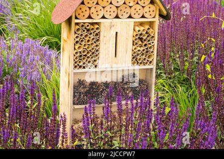 Bug Hotel Bee, Insect Hotel, in, jardin, refuge place pour l'environnement, abeille solitaire, fleurs, abri dans salvias, fleurs de la maison de Bug Banque D'Images