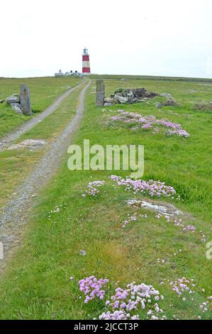 Phare de l'île Bardsey et floraison thrift Banque D'Images