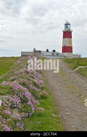 Phare de l'île Bardsey et floraison thrift Banque D'Images