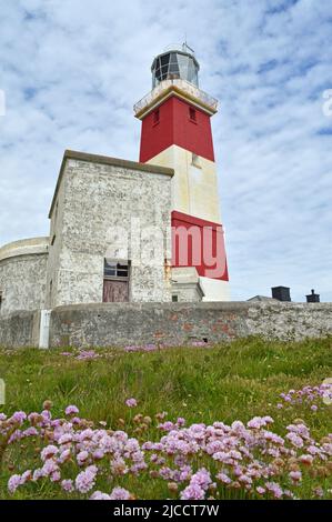 Phare de l'île Bardsey et floraison thrift Banque D'Images