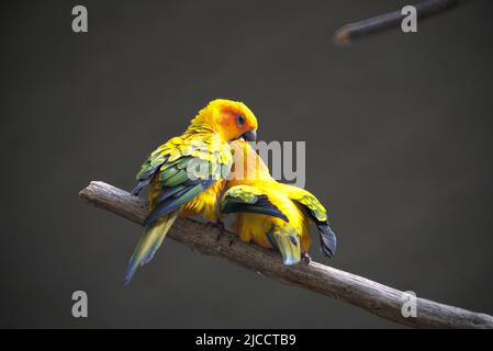 deux oiseaux amoureux s'embrassant Banque D'Images