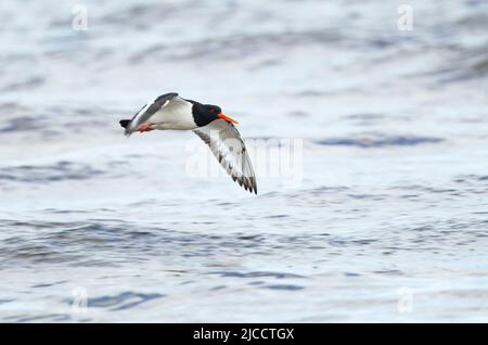 Eurasian Oystercatcher (Haematopus ostralegus) Banque D'Images
