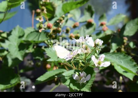 papillon blanc sur un blackberry buisson en fleur Banque D'Images