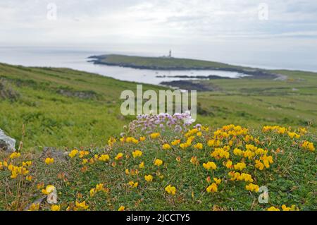 Phare de l'île Bardsey et floraison thrift Banque D'Images