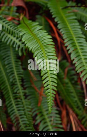 Fougères dures des frondes vertes fraîches qui poussent dans une forêt ombragée et humide Banque D'Images