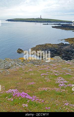 Phare de l'île Bardsey et floraison thrift Banque D'Images