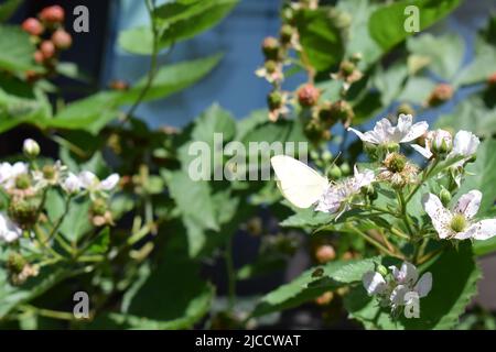 papillon blanc sur un blackberry buisson en fleur Banque D'Images