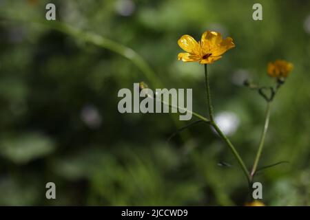 Buttercup de prairie sauvage à fleurs jaunes - Ranunculus acris, croissant dans un jardin botanique, Lituanie Banque D'Images