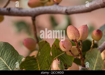 Pistachier (Pistacia vera) bouquet de noix mûres gros plan, mise au point sélective Banque D'Images