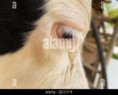 tête de vache en gros plan. vache holstein. Banque D'Images