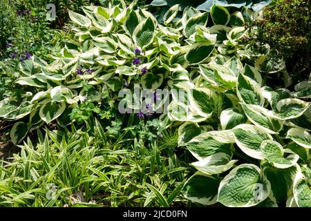 Plantes mixtes dans le jardin Hosta Carex, feuilles variégées Plantain Lily Hosta 'Patriot', Carex siderosticta bordure du jardin Banque D'Images