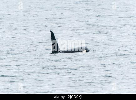 Orca ou Killer Whale, Orcinus orca, animal mâle adulte unique avec nageoire dorsale montrant, au large de Lochmady, Écosse, Royaume-Uni, 28 mai 2022 Banque D'Images