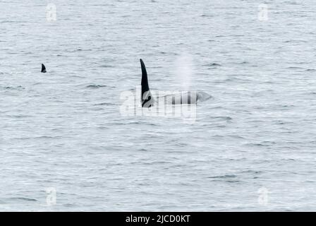 Orca ou Killer Whale, Orcinus orca, animal mâle adulte unique avec nageoire dorsale montrant, au large de Lochmady, Écosse, Royaume-Uni, 28 mai 2022 Banque D'Images