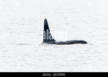 Orca ou Killer Whale, Orcinus orca, animal mâle adulte unique avec nageoire dorsale montrant, au large de Lochmady, Écosse, Royaume-Uni, 28 mai 2022 Banque D'Images