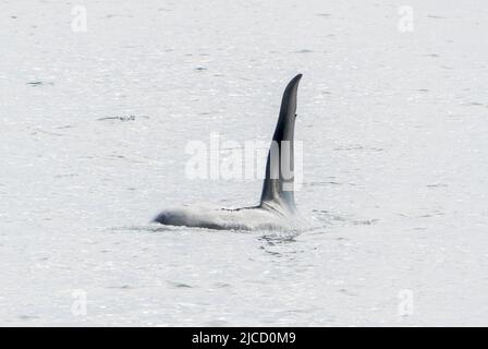 Orca ou Killer Whale, Orcinus orca, animal mâle adulte unique avec nageoire dorsale montrant, au large de Lochmady, Écosse, Royaume-Uni, 28 mai 2022 Banque D'Images