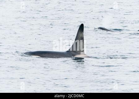 Orca ou Killer Whale, Orcinus orca, animal mâle adulte unique avec nageoire dorsale montrant, au large de Lochmady, Écosse, Royaume-Uni, 28 mai 2022 Banque D'Images