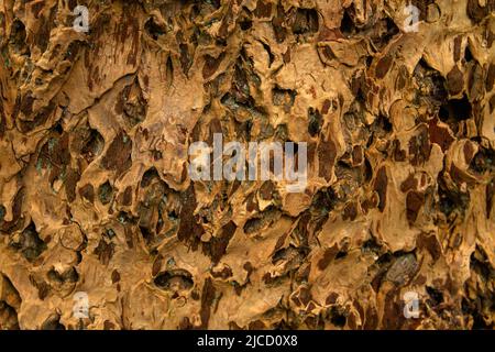 Gros plan sur la texture de l'écorce du séquoia géant (Sequoiadendron giganteum) Banque D'Images