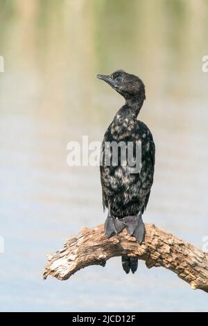 Pygmy Cormorant, Microcarbo pygmaeus, adulte unique dans le plumage reproducteur, Ultima Frontiera, Roumanie, 25 avril 2022 Banque D'Images