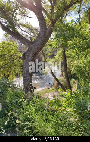 paysage romantique de rivière sauvage au soleil avec vieux chêne de stockholm près de cuenca, espagne Banque D'Images