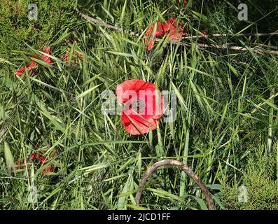 belle fleur de pavot rouge éclatant dans un champ d'orge ensoleillé Banque D'Images