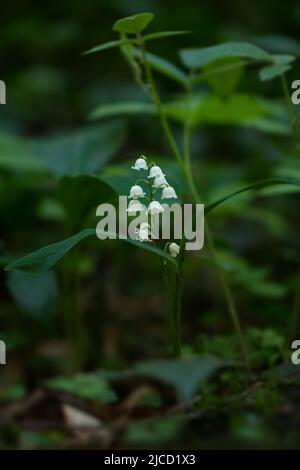 Lily-de-la-vallée - Convallaria majalis, belle plante à fleurs des forêts et des bois européens, Zlin, République Tchèque. Banque D'Images