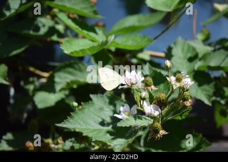 papillon blanc sur un blackberry buisson en fleur Banque D'Images