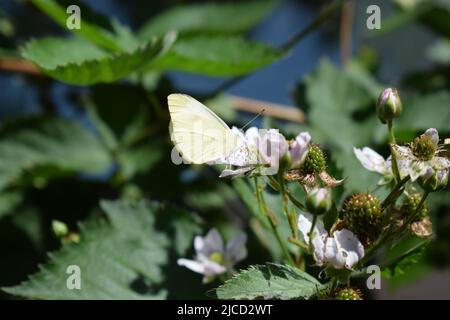 papillon blanc sur un blackberry buisson en fleur Banque D'Images