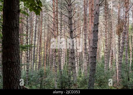 Forêt de pins écossais (Pinus sylvestris) dans les Pyrénées, Espagne Banque D'Images