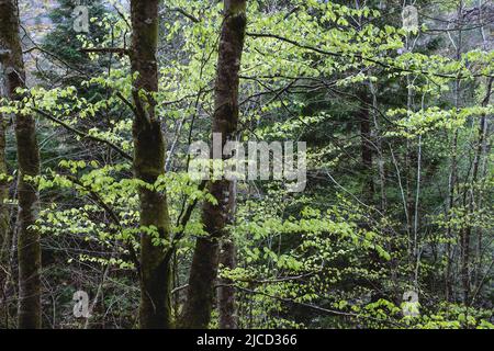 Hêtre européen (Fagus sylvatica) arbres avec feuillage vert frais en fleurs au printemps dans Mata da Albergaria, cotylédones tempérées et forêt mixte dans Banque D'Images