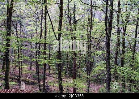 Forêt de hêtre européen (Fagus sylvatica) avec feuillage vert frais en fleurs au printemps à Mata da Albergaria, forêt feuillue tempérée et mixte Banque D'Images
