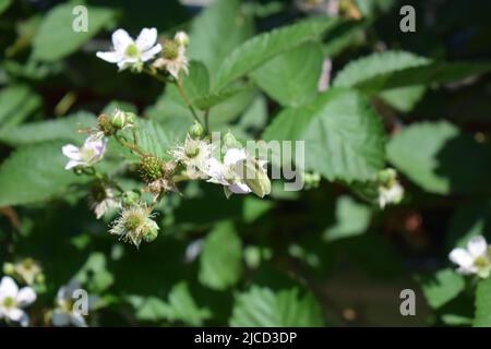 papillon blanc sur un blackberry buisson en fleur Banque D'Images