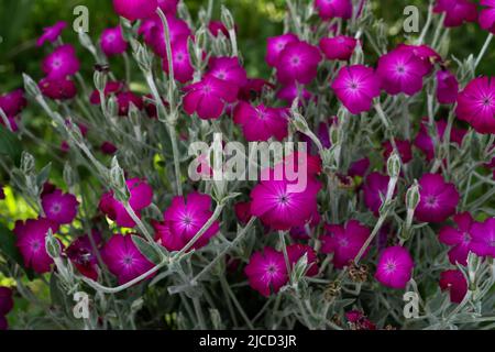 campion rose (Silene coronaria) fleurs magenta vif Banque D'Images