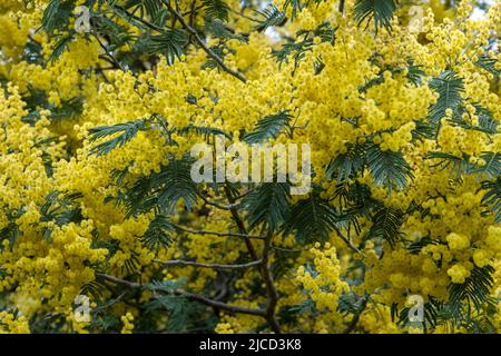 Acacia dealbata argent liquide fleurs jaunes fleuries Banque D'Images