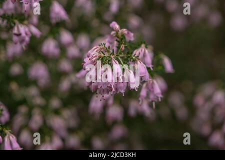 Héath espagnol (Erica australis) fleurs roses Banque D'Images