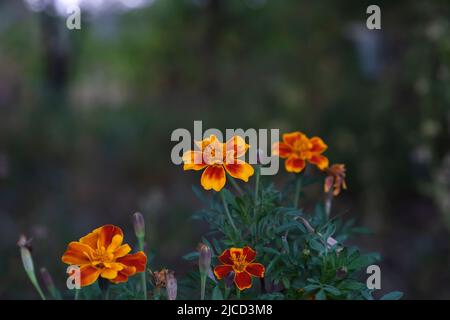 Marigot français (Tagetes patula) fleurs fleuries Banque D'Images