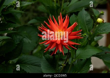 Cactus dahlia (Dahlia cultorum) fleur d'orange profonde Banque D'Images