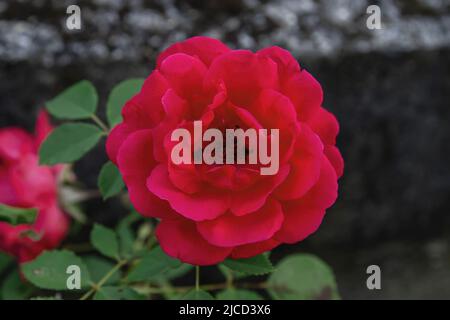 Rose Apothecary (Rosa Gallica) fleur rouge cramoisi Banque D'Images