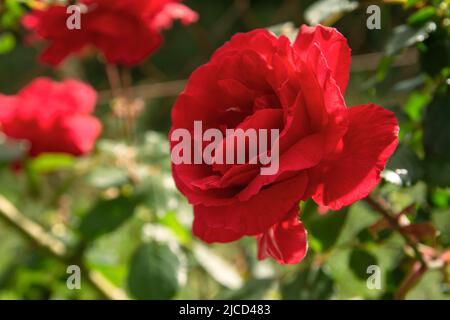 Rose Apothecary (Rosa Gallica) fleur rouge cramoisi Banque D'Images