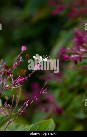 Arlequin Glorybower (Clerodendrum trichotomum) fleur blanche Banque D'Images