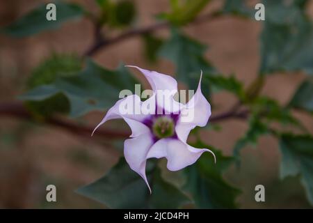 NightShade (Datura stramonium) fleur en trompette purplâtre Banque D'Images