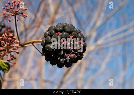 Hedera Helix commun ivy baies empoisonnonois foncé gros plan Banque D'Images