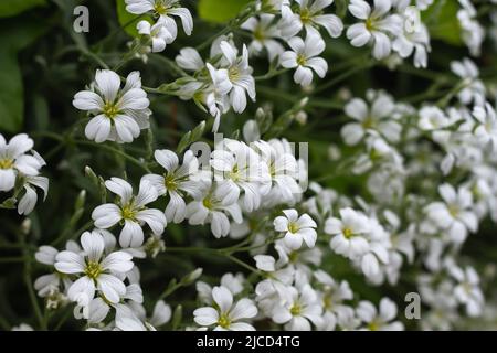 Cerastium tomentosum (neige en été) fleurs blanches en gros plan Banque D'Images