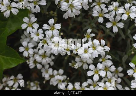 Cerastium tomentosum (neige en été) plante de couverture végétale fleurs blanches Banque D'Images