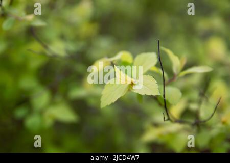 Détail de la spiraea japonica (japonais Meadowsweet) feuillage vert végétal Banque D'Images