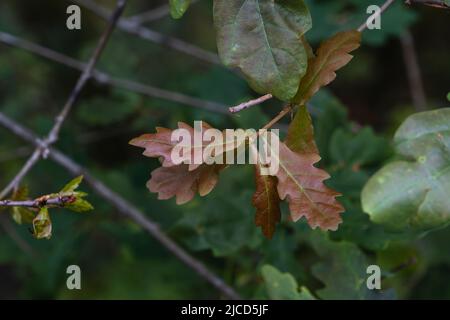 Chêne européen (Quercus robur) nouvelles feuilles au printemps Banque D'Images