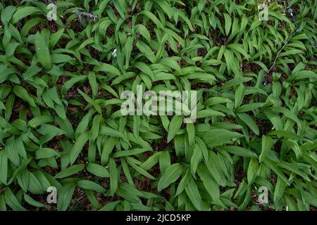 Ail de l’ours (Allium ursinum) feuilles vertes fraîches couvrant le plancher de la forêt Banque D'Images