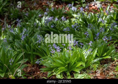 Calmar pyrénéen ( Scilla lio-jacinthus) avec fleurs violettes en fleurs croissant sur un bois de hêtre dans le nord de l'Espagne Banque D'Images