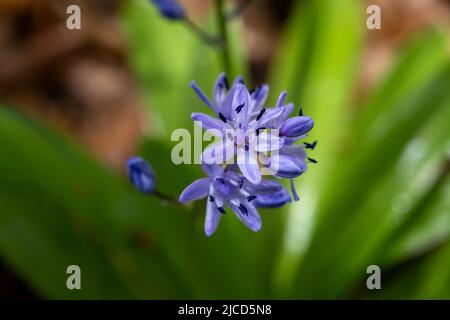Callioul pyrénéen ( Scilla lilio-jacinthus) fleurs violettes Banque D'Images