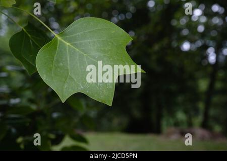 Tulipe (Liriodendron tulipifera) feuille verte Banque D'Images