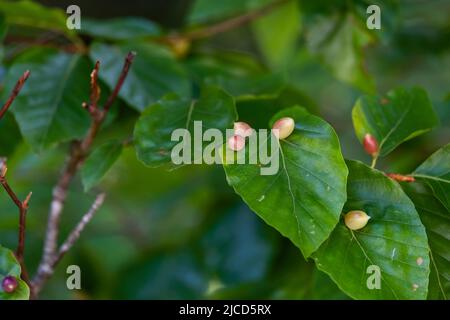 Mikiola fagi midge galls sur les feuilles de hêtre (Fagus sylvatica) Banque D'Images